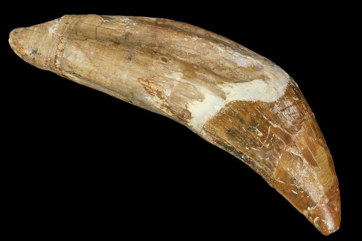 Primitive Whale (Basilosaur) Tooth - Dakhla, Morocco #106319